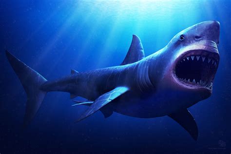 Megalodon Shark Photos and Premium High Res Pictures .